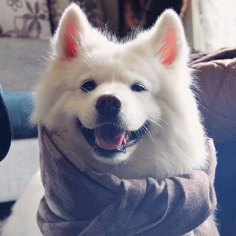 slark-yuxj